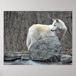 Póster Lobo