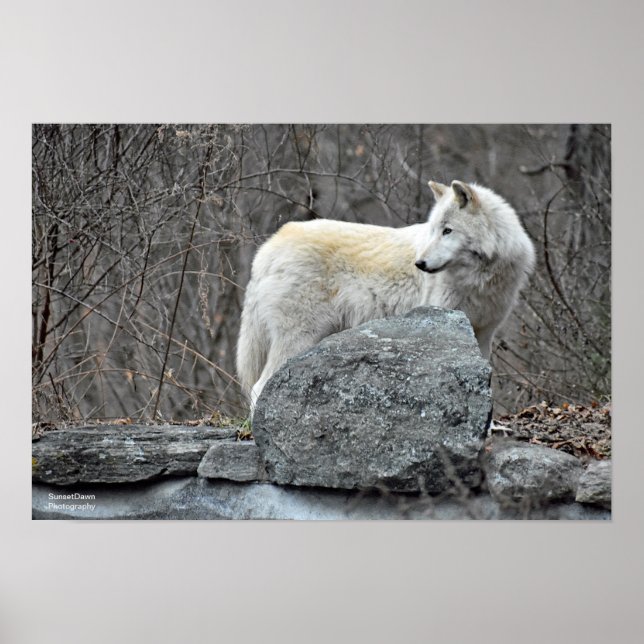 Póster Lobo (Frente)