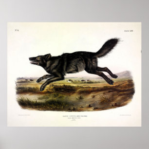 Póster Lobo americano negro (Canis Lupus, var. Ater)