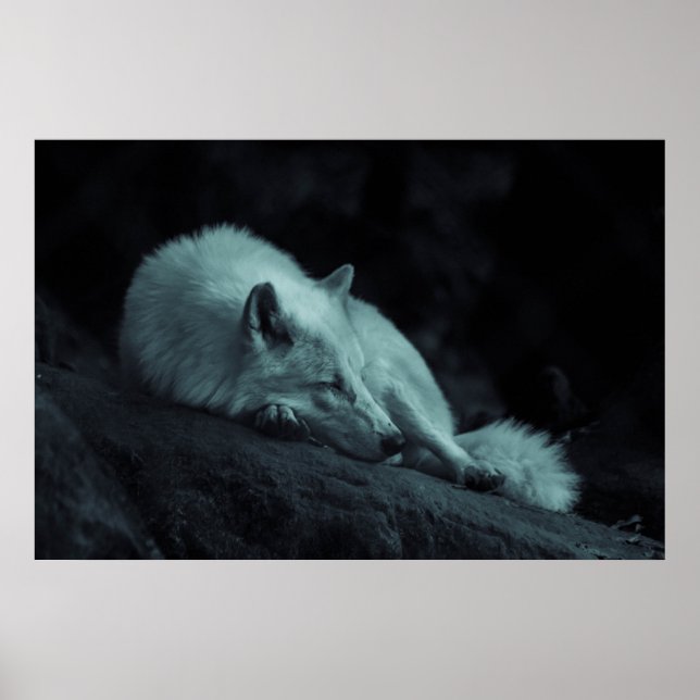 Póster Lobo ártico (blanco) (Frente)