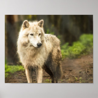 Póster Lobo Ártico húmedo en foto de primavera