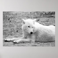 Lobo ártico - lobo blanco