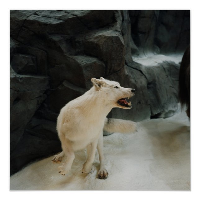 Póster Lobo blanco (Anverso)