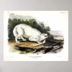 Póster Lobo blanco-americano, arcos de lupus de Canis, de