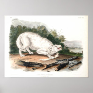 Póster Lobo blanco estadounidense por John James Audubon