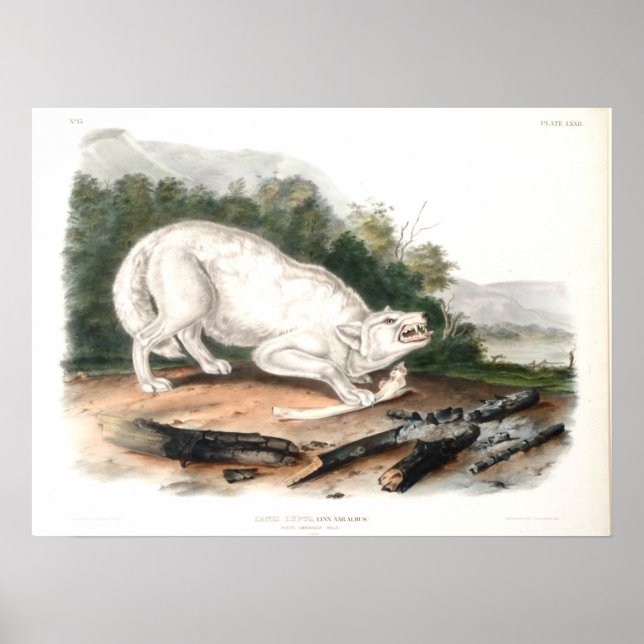 Póster Lobo blanco estadounidense por John James Audubon (Frente)