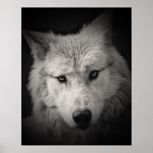Póster Lobo Blanco Poster de Foto en Blanco y Negro