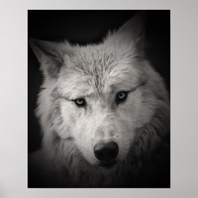 Póster Lobo Blanco Poster de Foto en Blanco y Negro (Frente)