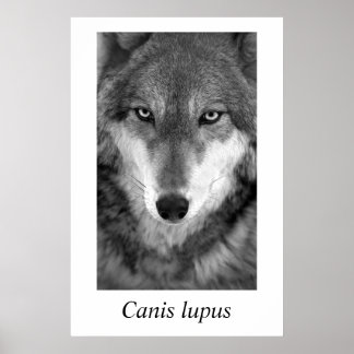 Póster Lobo de la madera #1 Lupus de Canis