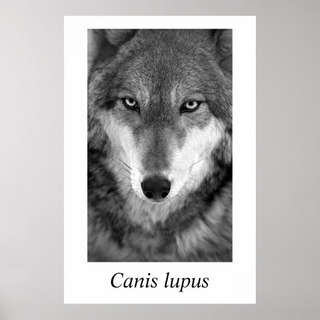Póster Lobo de la madera #1 Lupus de Canis (Frente)