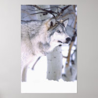 Lobo de la madera, Canis lupus, película Animal Ut
