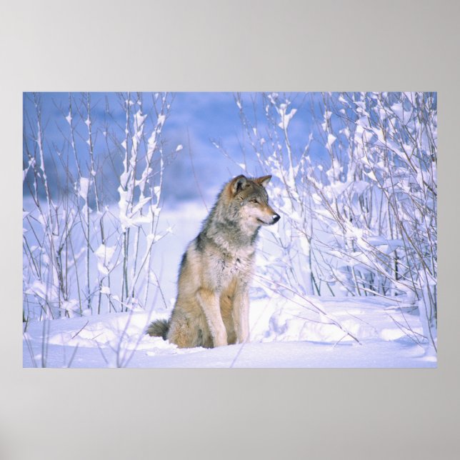 Póster Lobo de la madera sentado en la Nieve, Canis lupus (Frente)