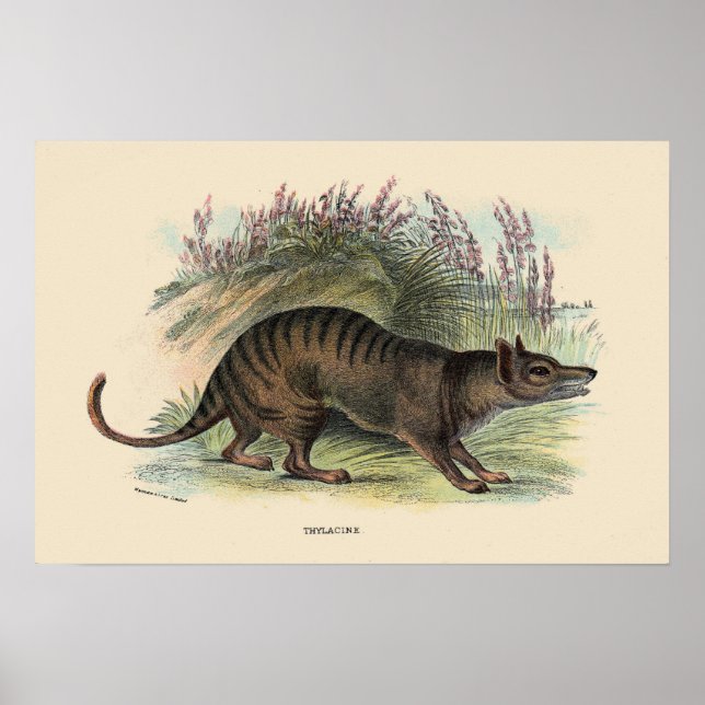 Póster Lobo de Tasmania (Frente)