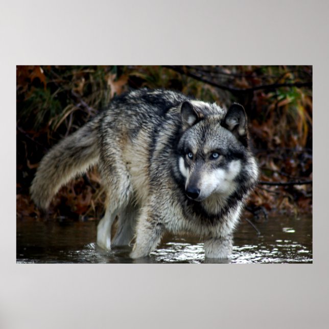 Póster ¡Lobo en el agua! (Frente)