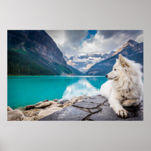 Póster Lobo en Lake Louise, canadiense Rockies