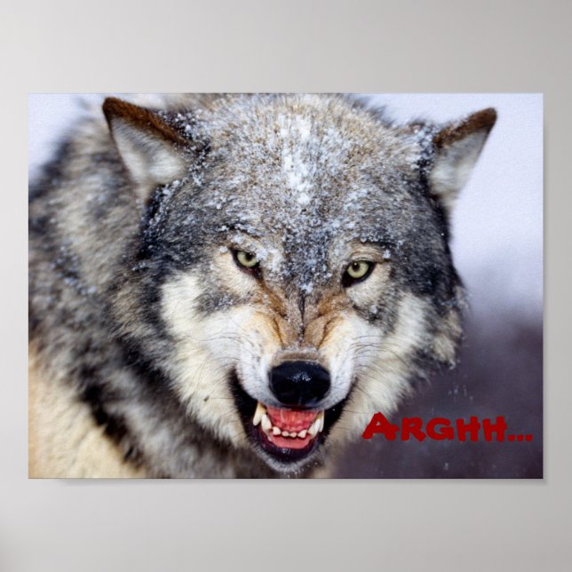 Póster lobo enojado (Frente)