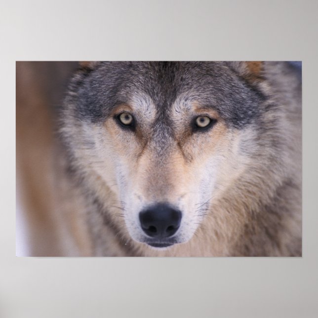Póster lobo gris, Canis lupus, primer plano de ojos (Frente)