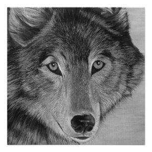 Póster lobo gris del ofa realista blanco y negro de la