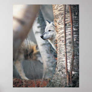 Póster Lobo Gris Detrás del Árbol