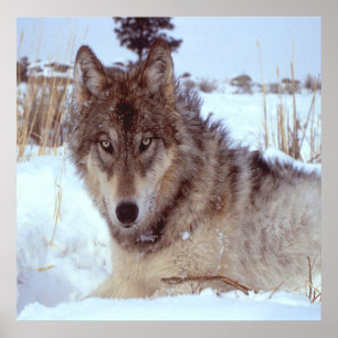 Póster Lobo Gris En Invierno