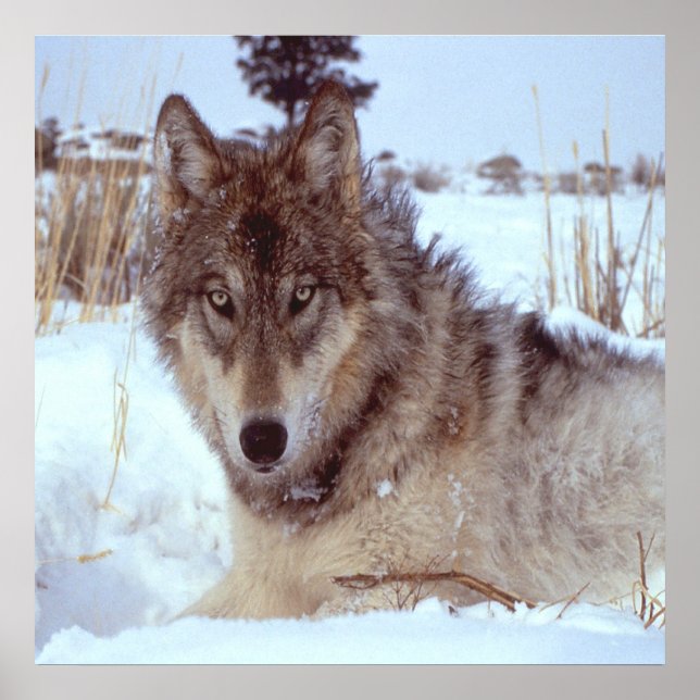 Póster Lobo Gris En Invierno (Frente)
