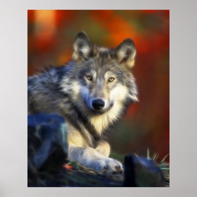Póster Lobo gris, fotografía digital de especies en pelig (Frente)