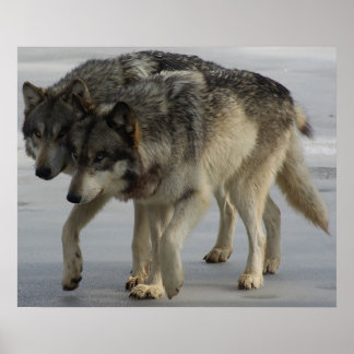 Póster ¡Lobo lado a lado Plottin!
