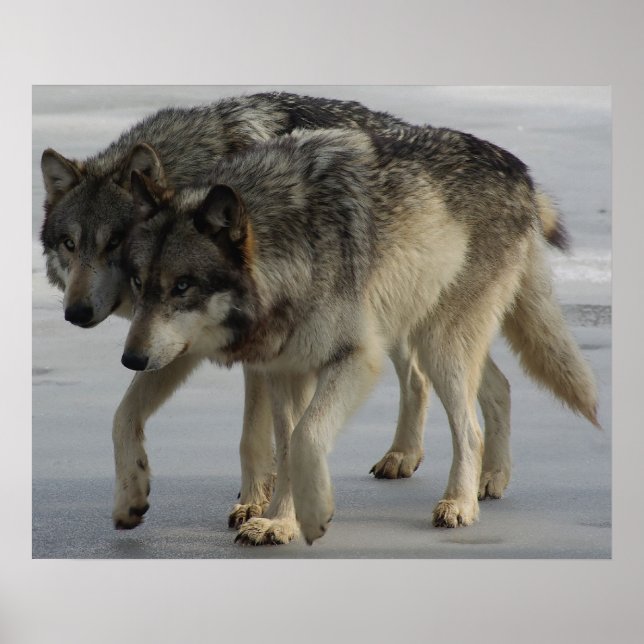 Póster ¡Lobo lado a lado Plottin! (Frente)