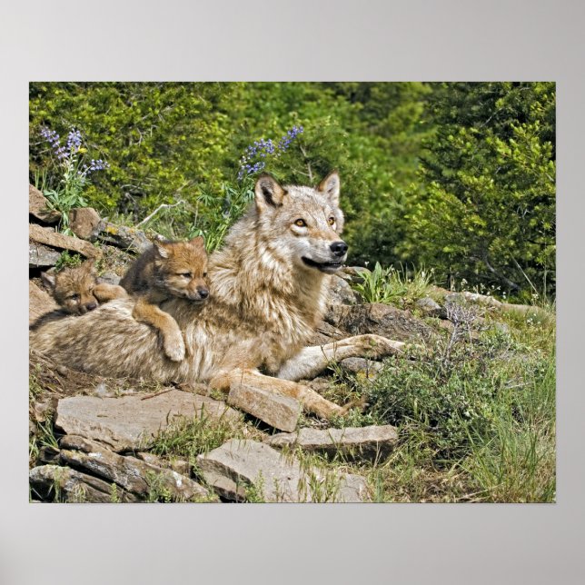 Póster Lobo Madre con Poster de 2 Cubs (Frente)
