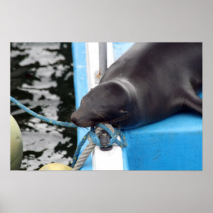 Póster Lobo Marino de Galápagos durmiendo