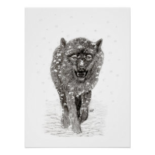 Póster Lobo negro enojado en la nieve, invierno salvaje