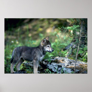 Póster Lobo-pequeño perrito gris en maderas verdes