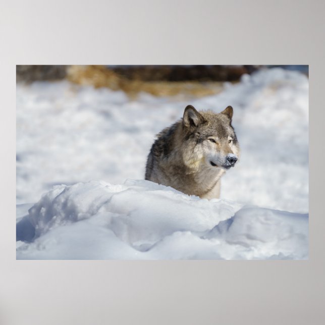 Póster Lobo solitario en la nieve (Frente)