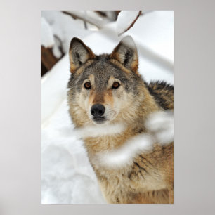 Póster Lobo solitario en poster de la nieve
