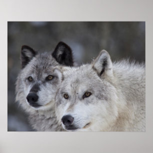 Póster Lobos (Canus lupus)   Yellowstone occidental