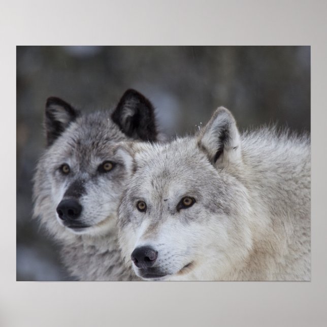 Póster Lobos (Canus lupus) | Yellowstone occidental (Frente)