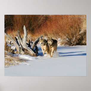 Póster Lobos corriendo en el Poster de la Nieve