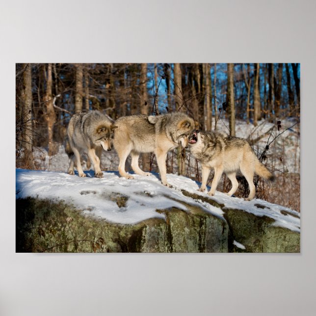 Póster Lobos de madera (Frente)