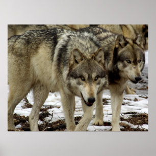 Póster Lobos en el camino