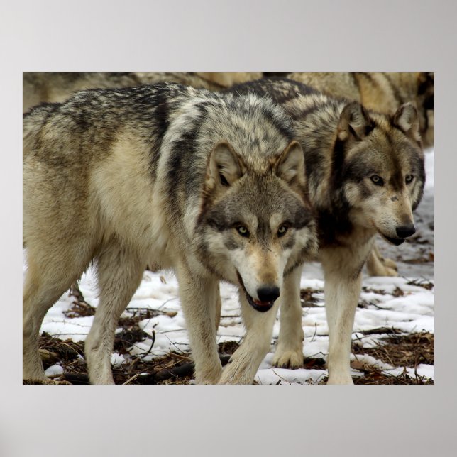 Póster Lobos en el camino (Frente)