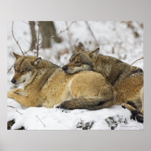Póster Lobos en la madera de Bawarian