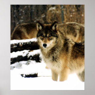 Póster Lobos en la nieve