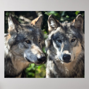 Póster Lobos grises en el salvaje