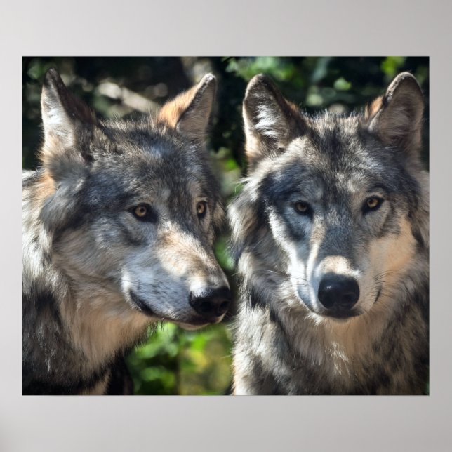 Póster Lobos grises en el salvaje (Frente)