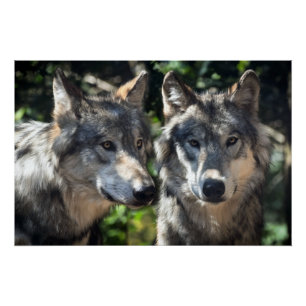 Póster Lobos grises en el salvaje