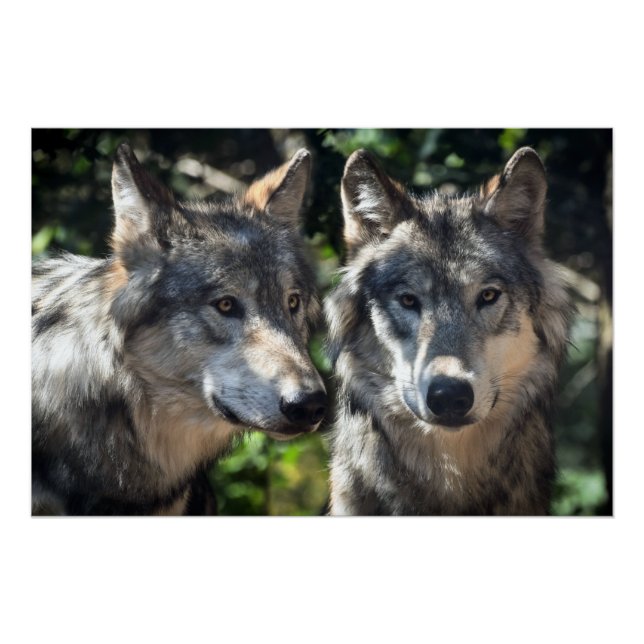 Póster Lobos grises en el salvaje (Anverso)