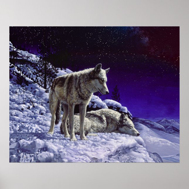 Póster Lobos grises en la nieve de invierno de noche (Frente)