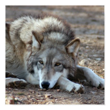 Lobos, Poster Lobo Gris