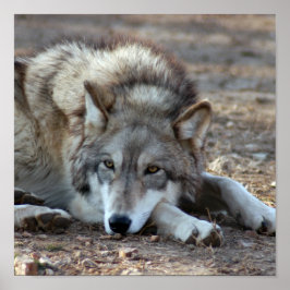Póster Lobos, Poster Lobo Gris