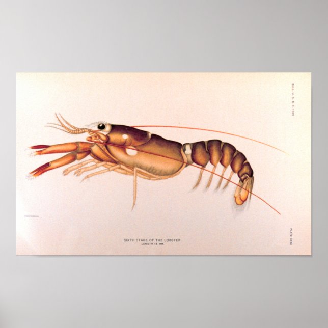 Póster Lobster (Frente)